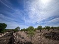 Herrliches Grundstück mit Renovierungspotenzial in Almansa in Alicante Dream Homes Hondon