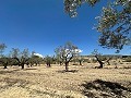 Charming country house to renovate in Monóvar in Alicante Dream Homes Hondon