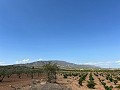 Large Parcel of Land with Olive Trees in Alicante Dream Homes Hondon