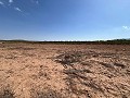 Large Parcel of Land with Olive Trees in Alicante Dream Homes Hondon