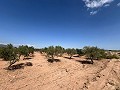 Gran Parcela de Terreno con Olivos in Alicante Dream Homes Hondon