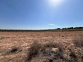 Large Parcel of Land with Olive Trees in Alicante Dream Homes Hondon