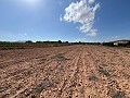 Large Parcel of Land with Olive Trees in Alicante Dream Homes Hondon