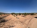 Large Parcel of Land with Olive Trees in Alicante Dream Homes Hondon