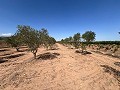 Large Parcel of Land with Olive Trees in Alicante Dream Homes Hondon