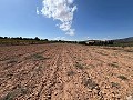 Large Parcel of Land with Olive Trees in Alicante Dream Homes Hondon