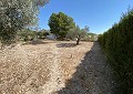 Villa in Salinas with Private Pool & Land with Olive Trees in Alicante Dream Homes Hondon