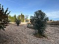 Schönes Landhaus mit großem Padelplatz in Alicante Dream Homes Hondon